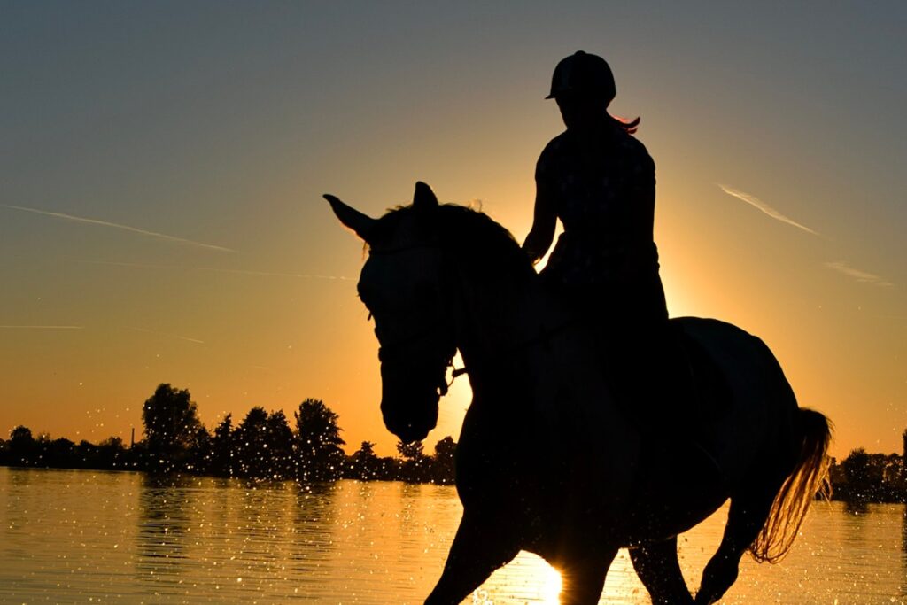 Les différentes disciplines équestres Cheval Boulonnais